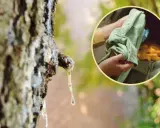 Kropla żywicy na drzewie i ręce wkładające zieloną koszulkę do pralki. Dowiedz się, jak odplamić ubrania naturalnymi sposobami.