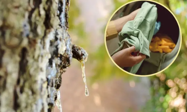Kropla żywicy na drzewie i ręce wkładające zieloną koszulkę do pralki. Dowiedz się, jak odplamić ubrania naturalnymi sposobami.